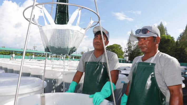 harvesting spirulina