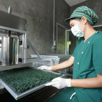 preparation of spirulina before drying