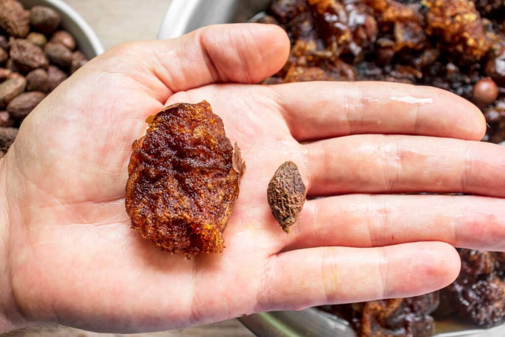 raw-and-soaked-malva-nut-side-by-side