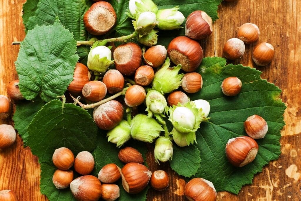 fresh-hazelnuts