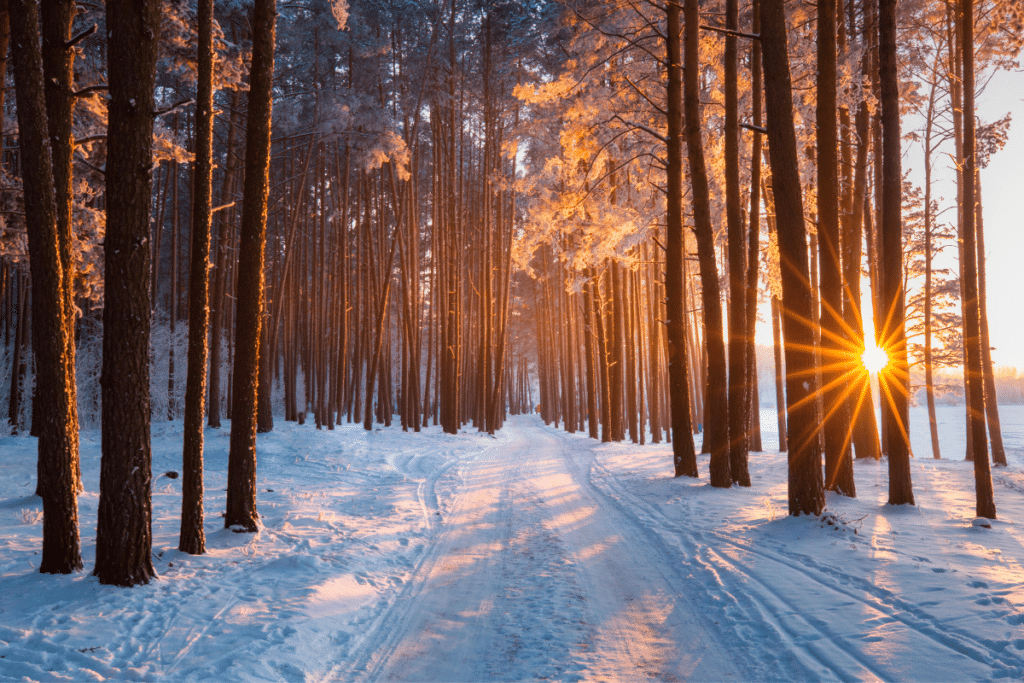 sunset-in-the-snowy-woods