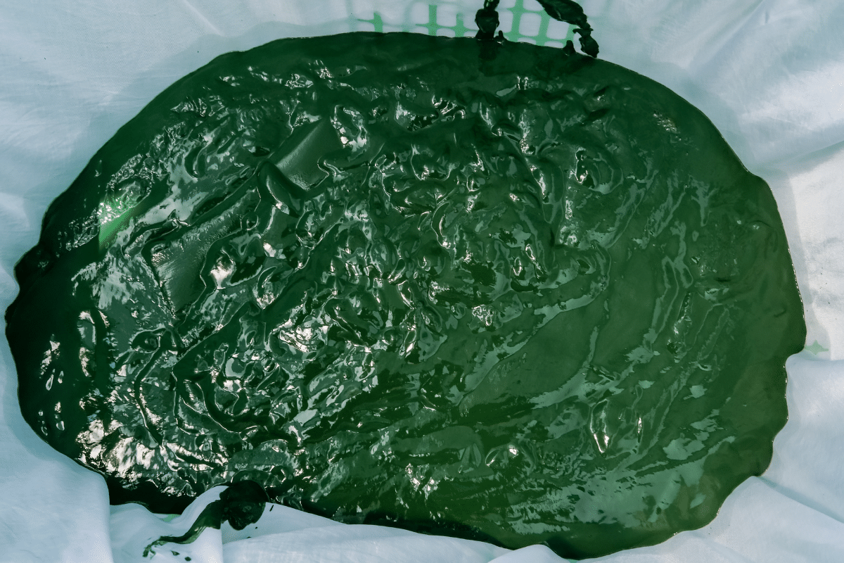 fresh-spirulina-straining-in-cloth