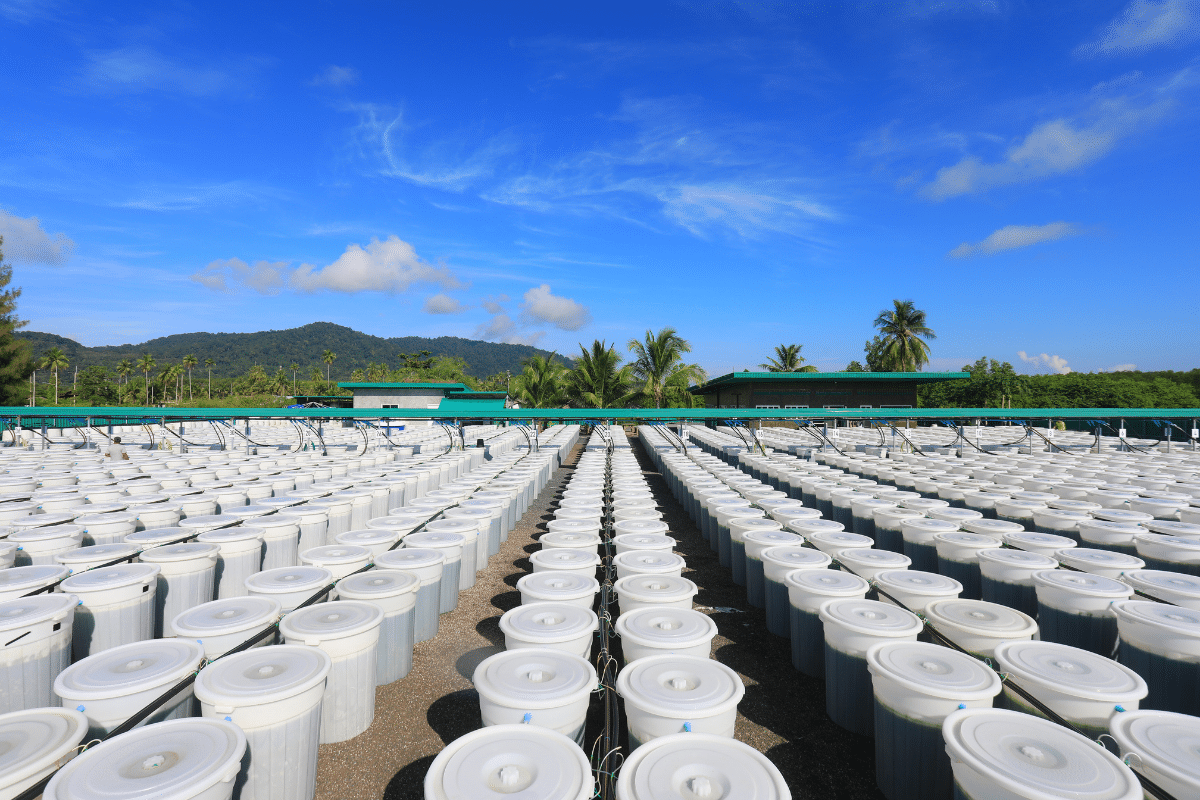 phuket-spirulina-farm
